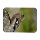 オスのズアオアトリ(野生: Fringillaのcoelebs) マグネット (横)