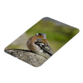 オスのズアオアトリ(野生: Fringillaのcoelebs) マグネット (左側)