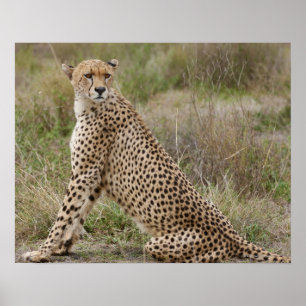 オスのチータ、Acinonyxのjubatus、Serengeti、 ポスター