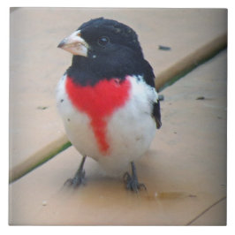 オスのバラbreastedのGrosbeak タイル