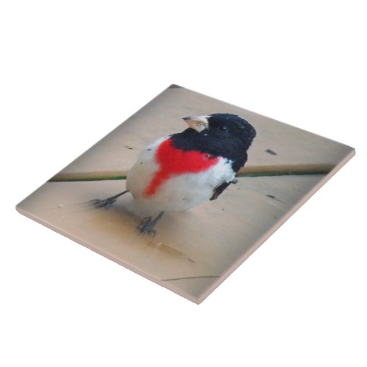 オスのバラbreastedのGrosbeak タイル (側面)