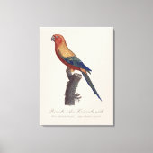 オスのヒメコンゴウインコ, Aratinga solstitialis キャンバスプリント (正面)