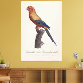 オスのヒメコンゴウインコ, Aratinga solstitialis キャンバスプリント (インサイチュ (リビング))