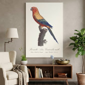 オスのヒメコンゴウインコ, Aratinga solstitialis キャンバスプリント
