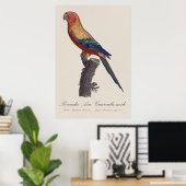 オスのヒメコンゴウインコ Aratinga solstitialis ポスター (ホームオフィス)