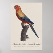 オスのヒメコンゴウインコ Aratinga solstitialis ポスター (正面)