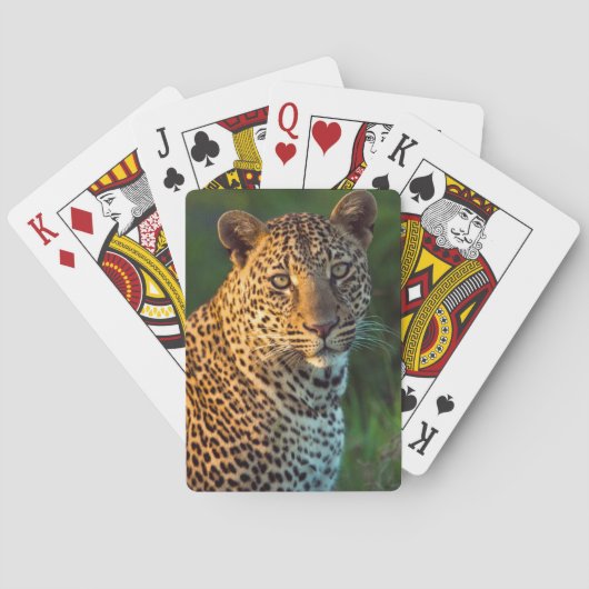 オスのヒョウ(ヒョウ属Pardus)十分に成長したカブス トランプ (裏面)