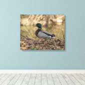 オスのマガモのアヒルのフルカラーの写真 キャンバスプリント (インサイチュ (ウッドフロア))