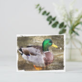 オスのマガモの肖像 ポストカード (スタンド正面)