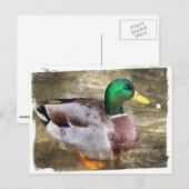 オスのマガモの肖像 ポストカード (正面/裏面)