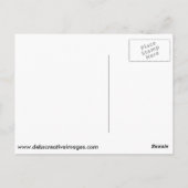 オスのマガモの肖像 ポストカード (裏面)