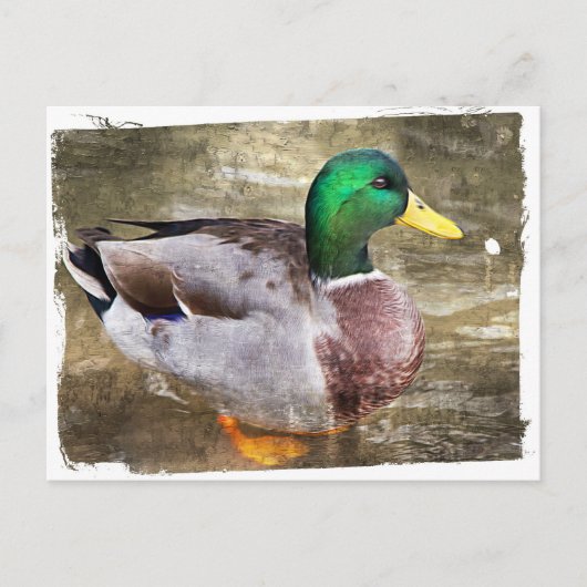 オスのマガモの肖像 ポストカード (正面)