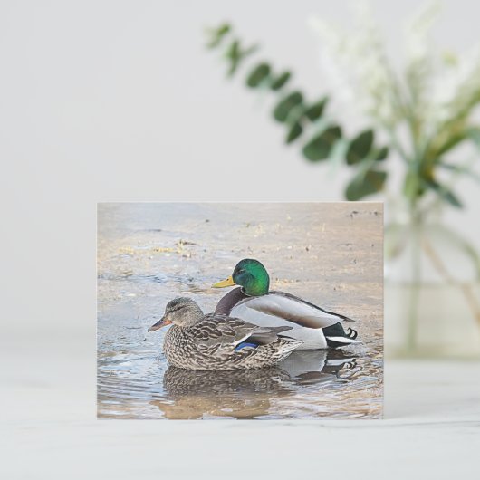 オスのマダラガモとメスのマダラガモの肖像 ポストカード (スタンド正面)