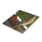 オスのメキシコマシコ タイル (側面)