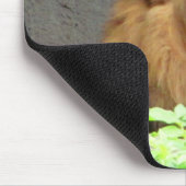 オスのライオンとの暴露の5:5もうないベビー マウスパッド (コーナー)