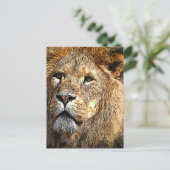 オスのライオン漫画おもしろい/ノベルティはがき ポストカード (スタンド正面)