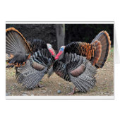 オスの七面鳥、配列される羽とゆっくり進むべき鼻 (正面横)