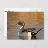 オスの北尾羽 ポストカード (正面/裏面)