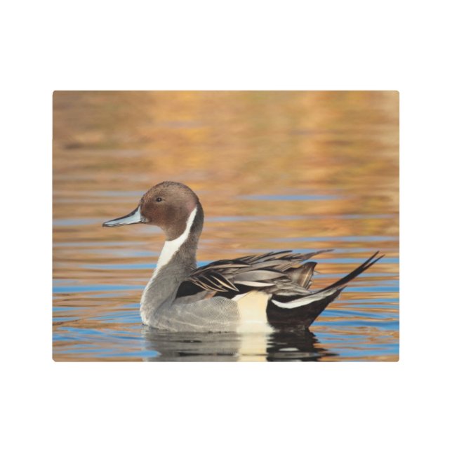 オスの北尾羽 メタルプリント (正面)