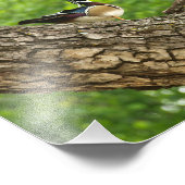 オスの木のアヒルが巣の外の枝に フォトプリント            (角)