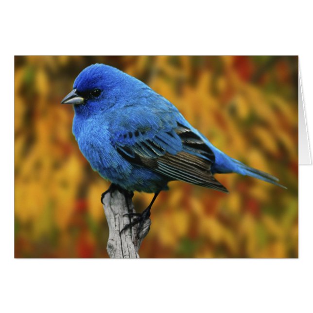 オスの藍染め、パセリーナ・シネア (正面横)