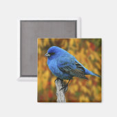 オスの藍染め、パセリーナ・シネア マグネット (正面/裏面)