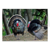 オスの野生の七面鳥は印象づけますまで吹きました (正面横)