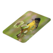 オスの金魚 マグネット (左側)