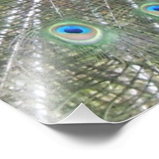 オスインディアンの孔雀が羽を広げる フォトプリント            (角)