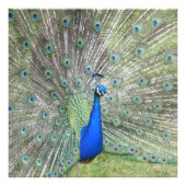 オスインディアンの孔雀が羽を広げる フォトプリント            (正面)