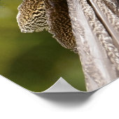 オスインディアンモフクロウ ポスター (角)