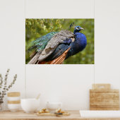 オスインディアンモフクロウ ポスター (キッチン)