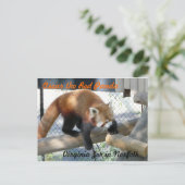 オスカー・ザ・レッド・パンダのオノーフォーク動物園 ポストカード (スタンド正面)