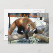 オスカー・ザ・レッド・パンダのオノーフォーク動物園 ポストカード (正面/裏面)