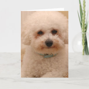 オスカーBichon Frise カード