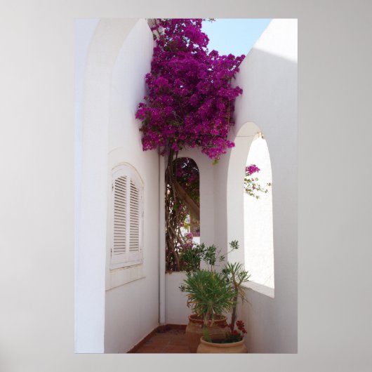 オスターカーサメディテラネア ポスター (正面)