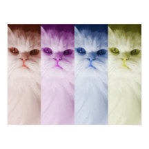 オスターガトデコロレス