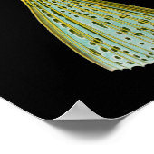 オストラシオンコルヌタス（ボクフィッシュ）、ヘッケルファインアート ポスター (角)