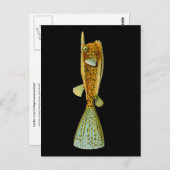 オストラシオンコルヌタス(ボクフィッシュ)、ヘッケルファインアート ポストカード (正面/裏面)