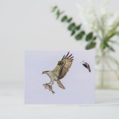 オスプレイが赤い翼を持つブラックバードに追いかけられた ポストカード (スタンド正面)