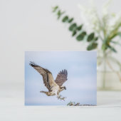 オスプレイの巣への着陸 ポストカード (スタンド正面)