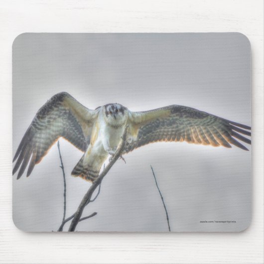オスプレイの稚魚とワシの野生生物の写真シーン マウスパッド (正面)