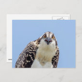 オスプレイの閉鎖 ポストカード (正面/裏面)