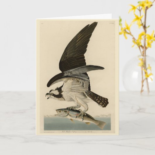 オスプレイの魚のタカ カード (黄色い花)