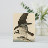 オスプレイの魚のタカ ポストカード (スタンド正面)