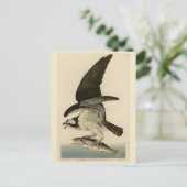 オスプレイの魚のタカ ポストカード (スタンド正面)