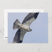 オスプレイ飛行中 ポストカード (正面/裏面)