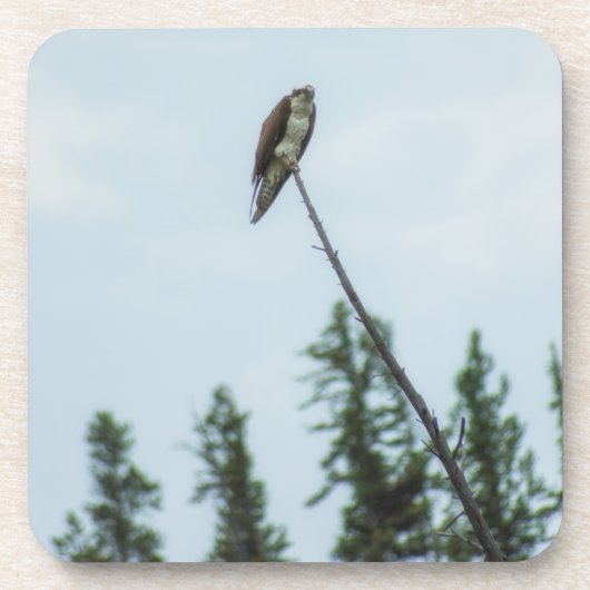 オスプレイ9028 コースター (正面)