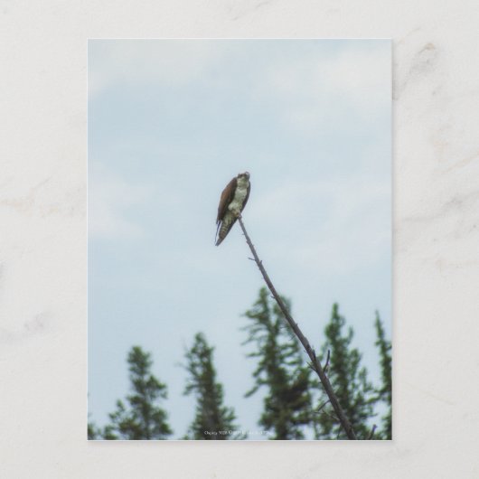 オスプレイ9028 ポストカード (正面)