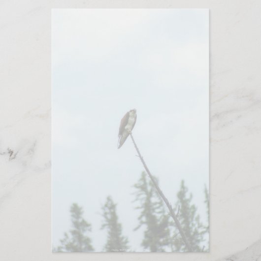 オスプレイ9028 便箋 (正面)